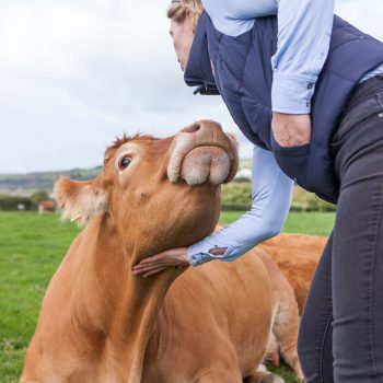 Limousin Cows - Shilvington-farm