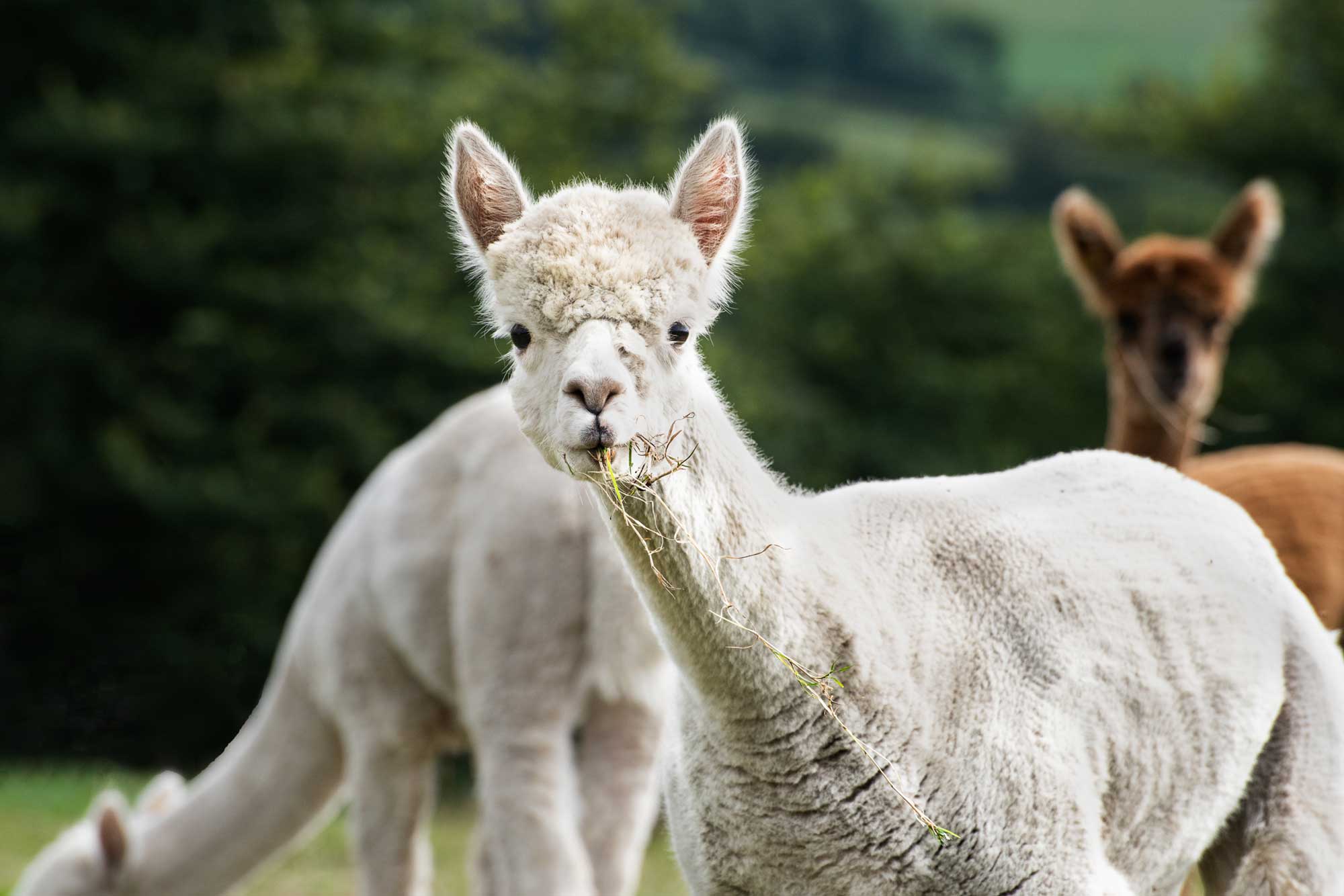 white alpacas eating grass