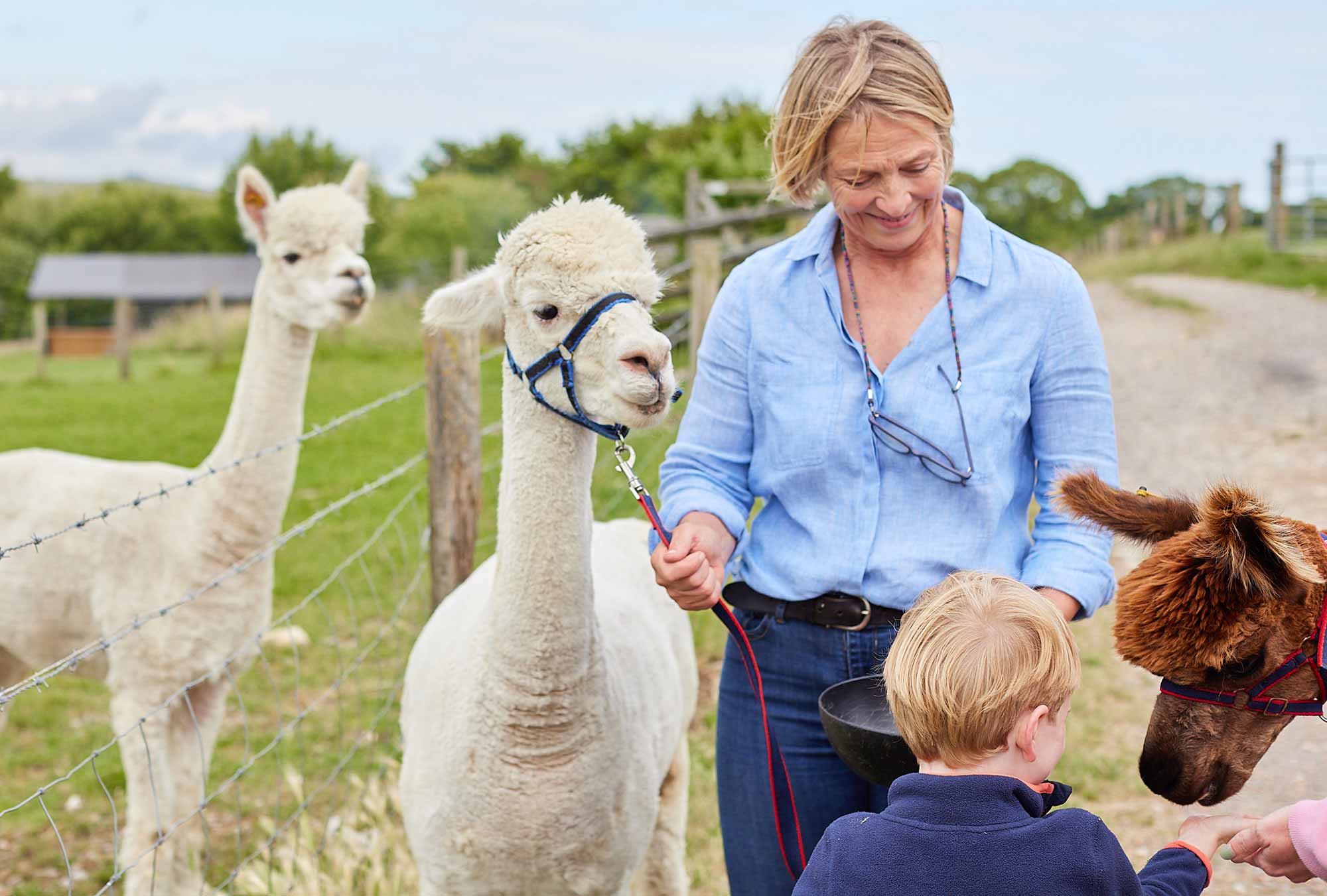 Owner Joby showing a child the Alpacas