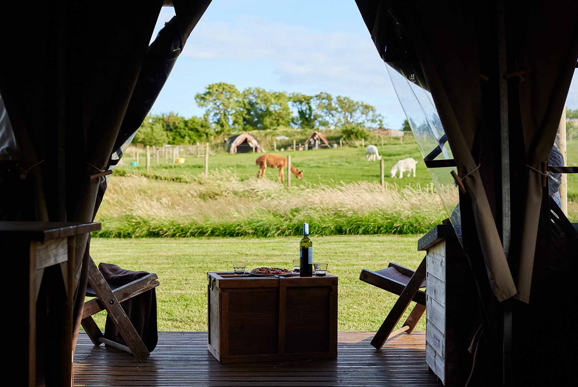 View of the countryside and alpacas from the Featherdown glamping